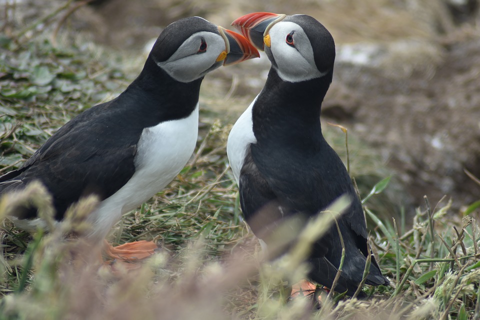 5 reasons why signing is great for your baby 4 Puffin cuddle